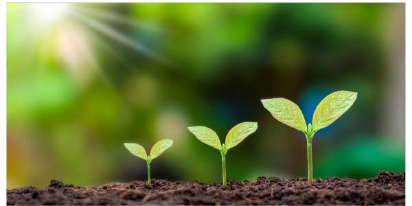 Growth